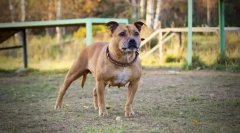 Staffordshire bull terrier